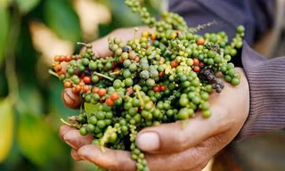 Bất ngờ giá hồ tiêu Việt Nam 