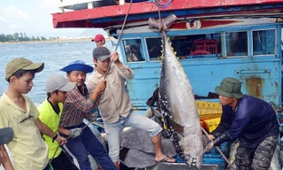 Thủy sản Việt Nam trước nguy cơ mất thị trường 500 triệu USD