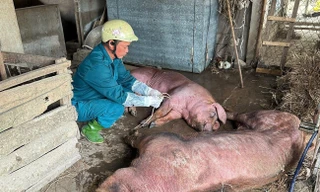 Có vắc xin tốt, vì sao không 'chặn' được dịch tả lợn châu Phi?