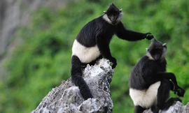 Voọc mông trắng nguy cơ tuyệt chủng ngay tại 'thủ phủ' thứ hai thế giới