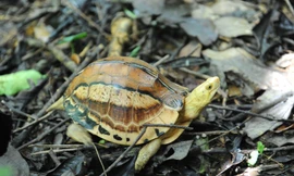 Loài rùa 'đẹp nhất thế giới' kêu cứu