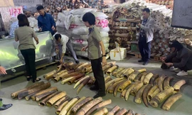 Việt Nam tiêu huỷ nhiều tấn ngà voi, vảy tê tê, xương sư tử