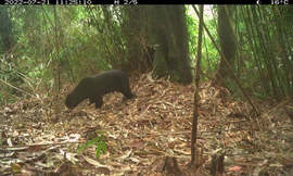 Tìm thấy loài gấu cực kỳ quý hiếm ngoài tự nhiên