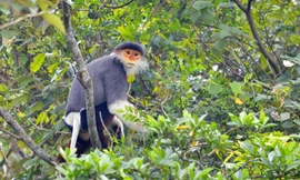 Phát hiện quần thể 'Nữ hoàng linh trưởng' cực kỳ quý hiếm ở Huế