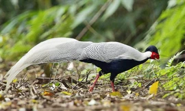 Vì sao cùng nhân nuôi động vật quý hiếm, người được khen, người bị bắt?