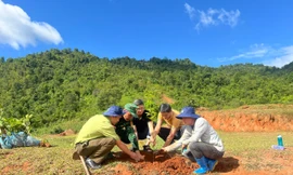 60.000 cây bản địa 'vá rừng' Sơn La: Hồi sinh lá phổi xanh Tây Bắc