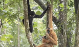 Đề xuất thành lập Vườn quốc gia lớn nhất Việt Nam