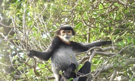 Phát hiện Chà vá chân đen cực kỳ quý hiếm ở Đắc Lắk