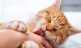 Tưởng mèo cào là chuyện nhỏ, bé trai tử vong vì bệnh dại