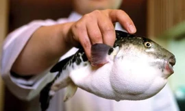 Ăn cá nóc, một người tử vong, hai người nhập viện 