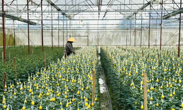 Làng trồng hoa lớn nhất Hà Tĩnh chạy nước rút ngày cận Tết