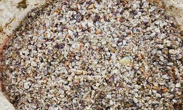 Ốc tép dạt trắng bờ biển, người dân bắt được cả tấn