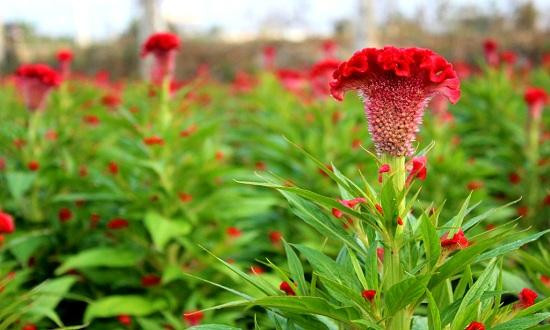 10g hạt giống thảo mộc tự nhiên đã được Việt Nam gửi sang JAXA để chuẩn bị đưa lên Trạm vũ trụ ISS.