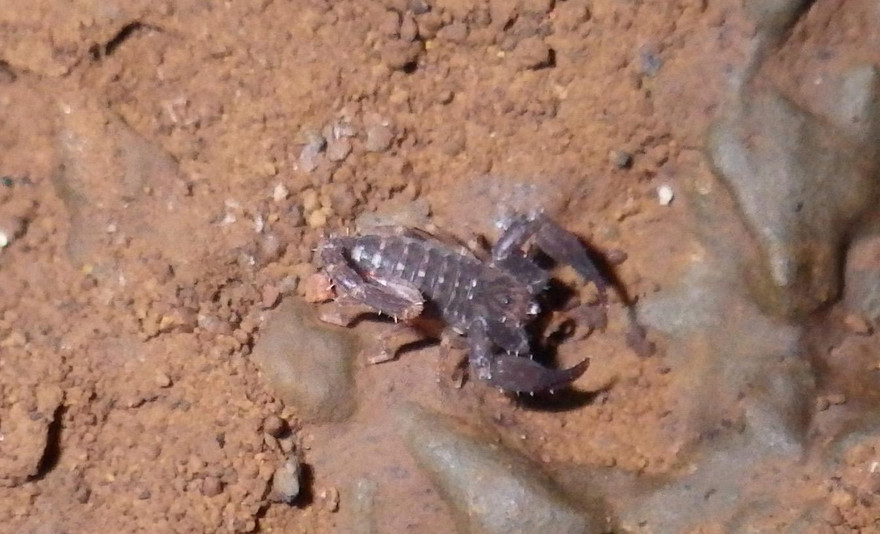 Loài bọ cạp núi lửa đầu tiên trên thế giới được ghi nhận tại Tây Nguyên.
