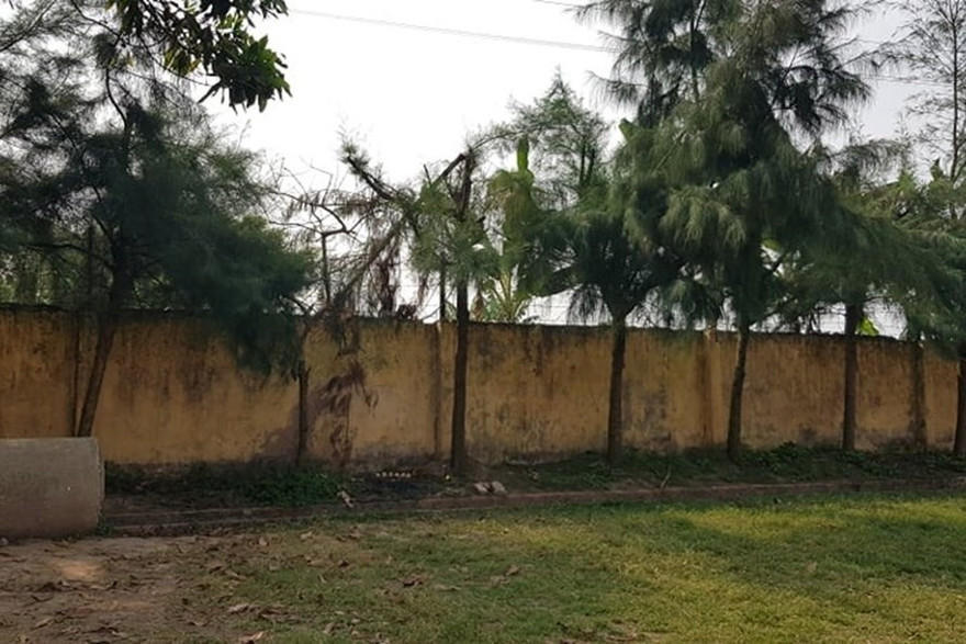 Cây phi lao, nơi học sinh tỉa cành bị vướng dây điện tử vong. 