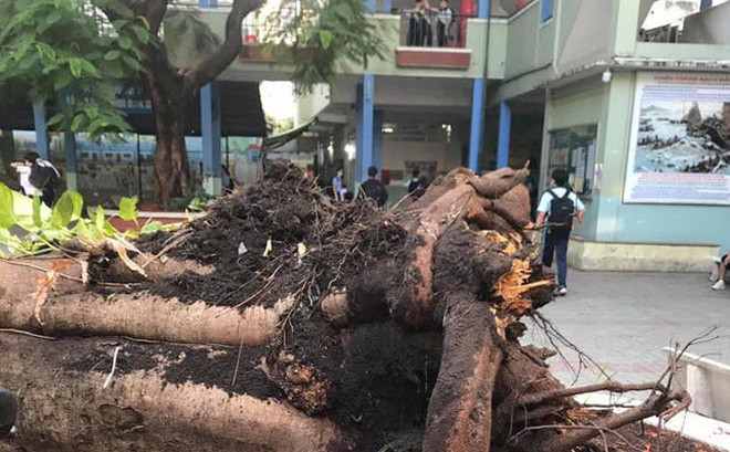 Cây phượng đổ đè học sinh ở TP HCM