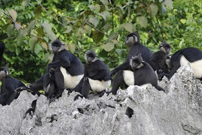 Ba cá thể Voọc mông trắng cực kỳ quý hiếm được tái thả về Tràng An vào hôm nay. Ảnh minh họa.