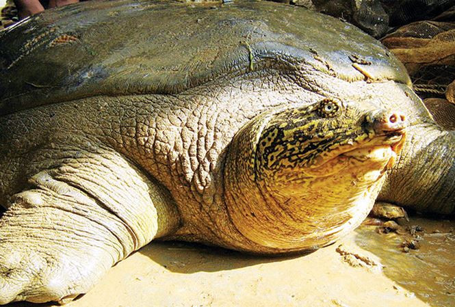 Đề xuất xác định giới tính 2 cá thể rùa Hoàn Kiếm