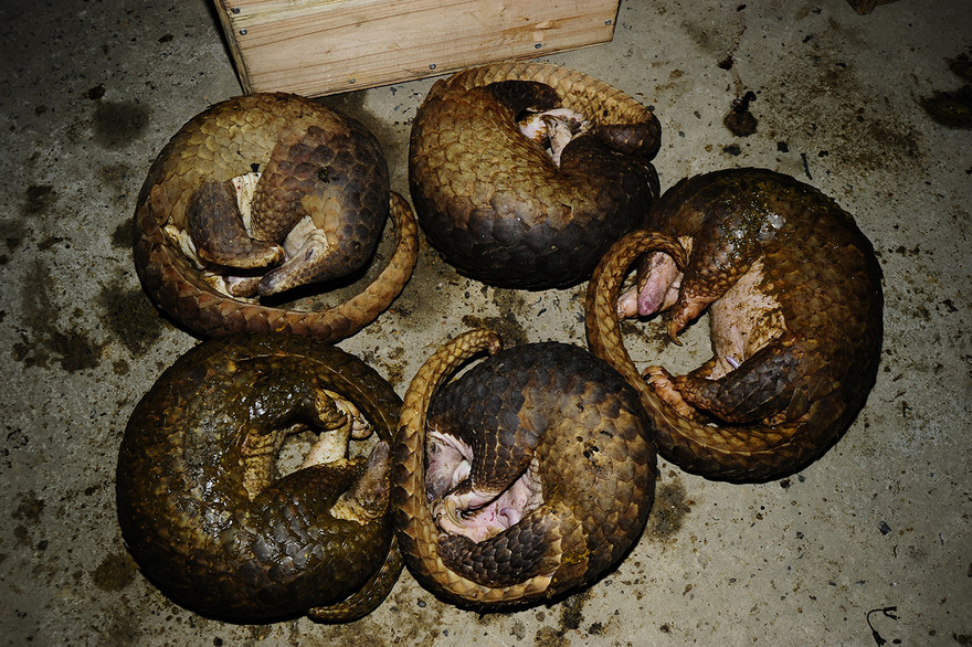 Tê tê Java là loài động vật quý hiếm thường xuyên bị săn bắt, buôn bán trái phép.