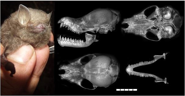 Loài Dơi lông xù Đông Dương mới được phát hiện. Ảnh: vast.ac.vn