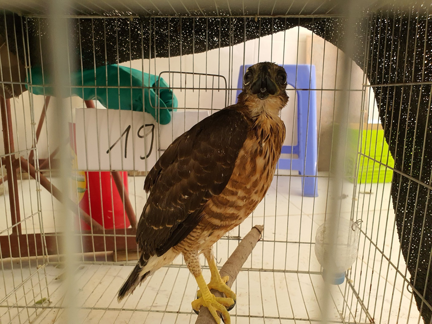 Việc mua bán chim săn mồi có thể bị tịch thu tang vật và phạt tiền.