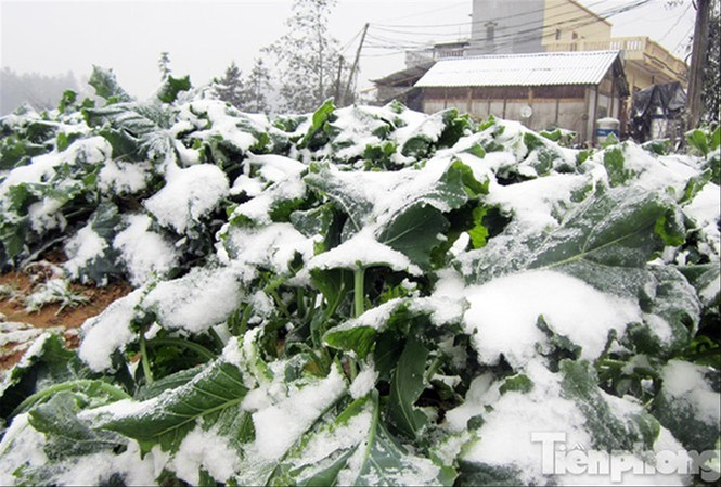 Vùng núi cao có thể đón đợt rét đậm đầu tiên từ ngày mai.