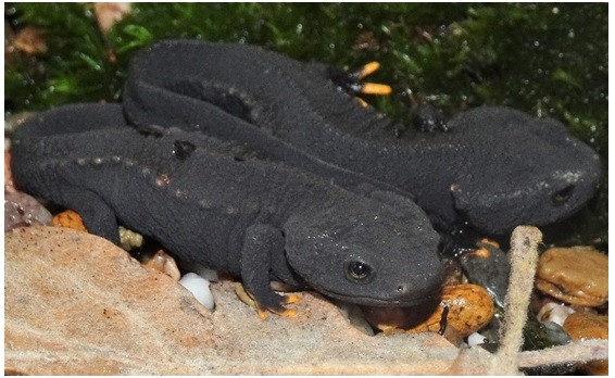 Loài cá cóc Việt Nam.