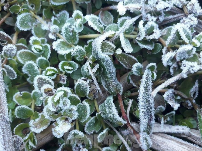 Miền Bắc đón đợt băng giá vào thứ Ba và thứ Tư tuần tới. 