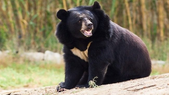 Vận chuyển rượu ngâm chi gấu, người đàn ông bị phạt 3 năm tù