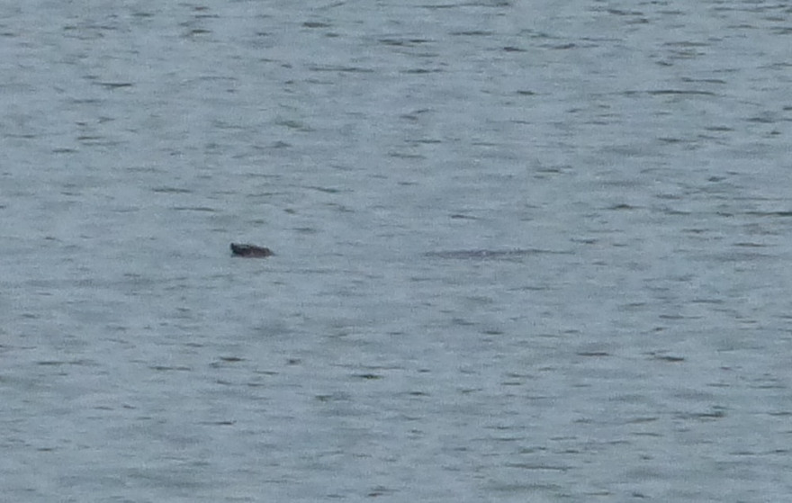 Cầu cứu bảo vệ rùa Hoàn Kiếm mới phát hiện