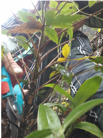 Phát hiện loài cây dại chống 4 loại ung thư