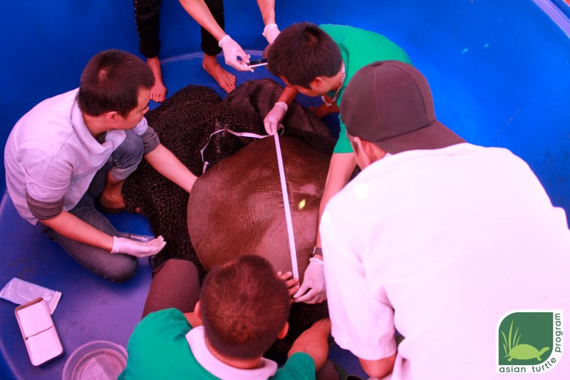 Đo kích thước rùa Hoàn Kiếm sau khi bẫy bắt được. 