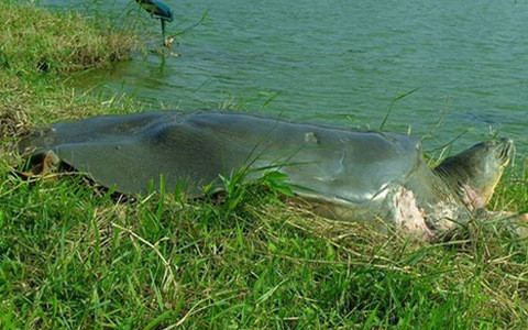 Thành lập Khu bảo tồn Rùa Hoàn Kiếm 