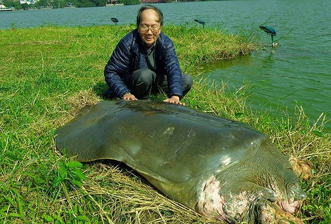 Thế giới thực sự còn bao nhiêu ‘cụ rùa Hồ Gươm’?