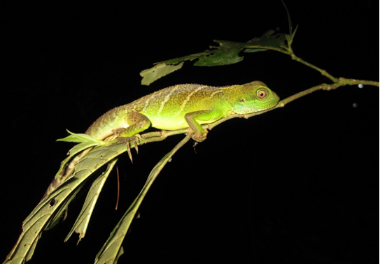 Loài rồng đất quý hiếm ở Việt Nam bị suy giảm nghiêm trọng