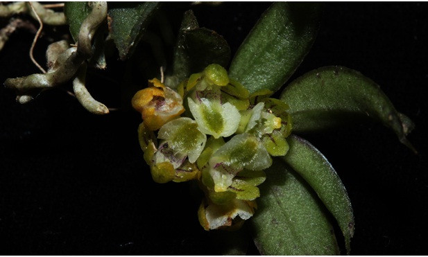 Phát hiện 2 loài hoa lan mới, đẹp lạ