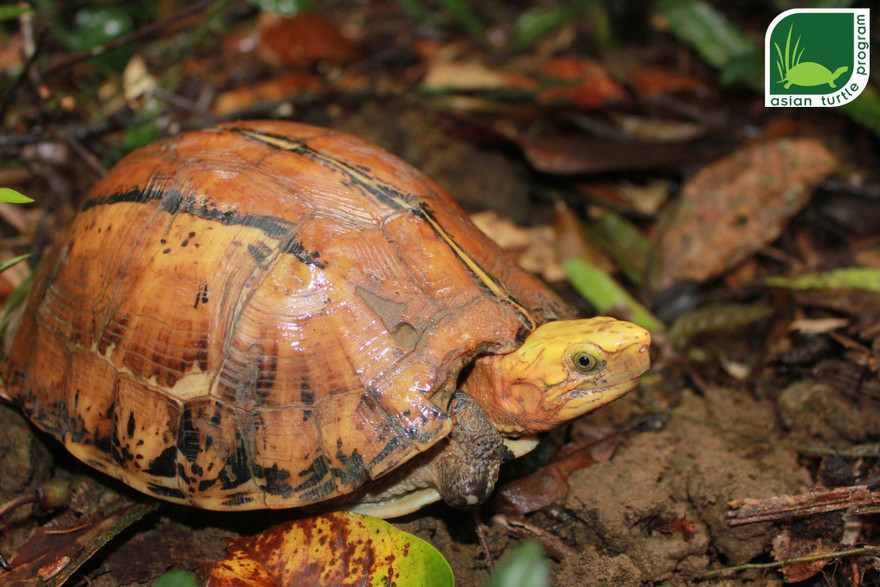 Quy trình nghiêm ngặt thả 47 rùa quý về tự nhiên
