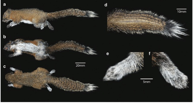 Phát hiện một loài sóc mới tại Việt Nam