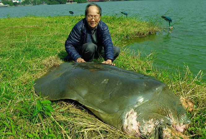 Ngày 8/4, hoàn thành chế tác Cụ Rùa hồ Gươm