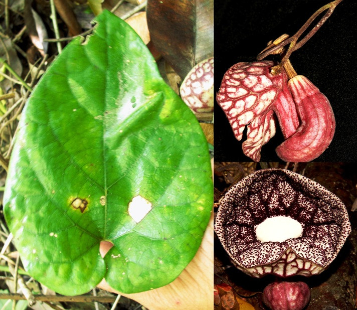 Phát hiện một loài mộc hương mới ở Việt Nam