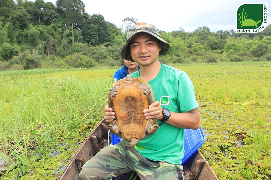 Thả 101 cá thể rùa quý hiếm về tự nhiên