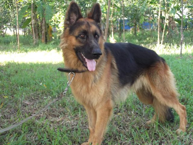 Bé 2 tuổi bị chó béc-giê cắn lòi nhãn cầu