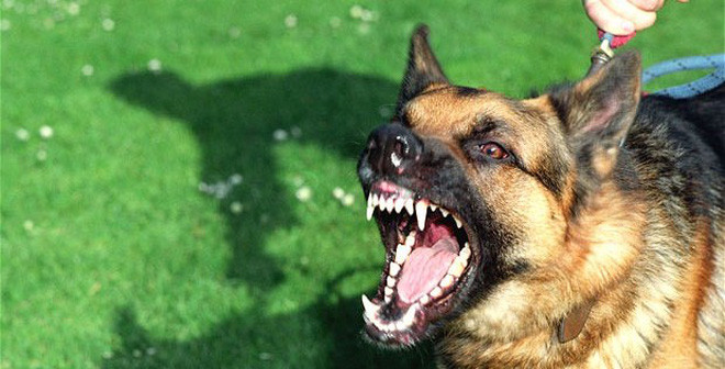 Cảnh báo: Bé trai gần hai tuổi bị chó cắn nát mặt