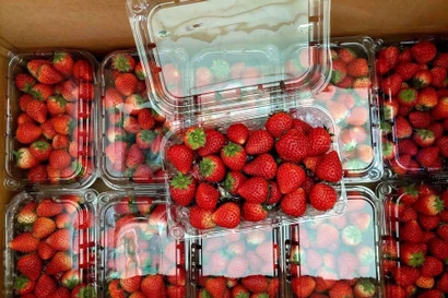 Dâu tây 'nhuộm đỏ' nhiều chợ ở Thủ đô, giá rẻ chưa từng có