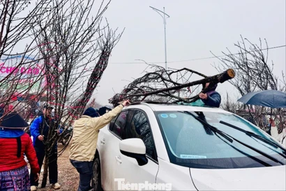 Chở đào Tết trên nóc ô tô: Lưu ý để đảm bảo an toàn và không sai luật