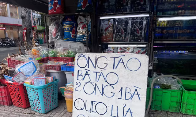 Cá chép '2 ông 1 bà' ngóng khách