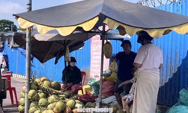 Giá dừa tăng mạnh nhưng... đừng vội mừng