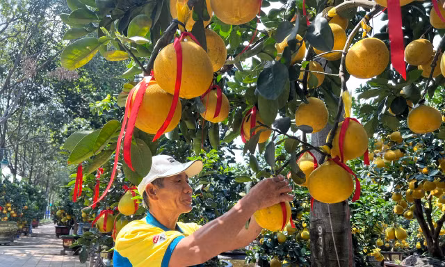 Đã mắt ngắm vườn bưởi Diễn tiền tỷ mỗi năm tụ họp một lần tại TPHCM