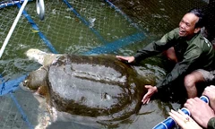 Không gắn chip theo dõi cụ Rùa