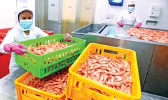 Công ty CP Kinh doanh Thủy hải sản Sài Gòn (APT) tăng tốc sản xuất sau dịch ảnh: U.P 